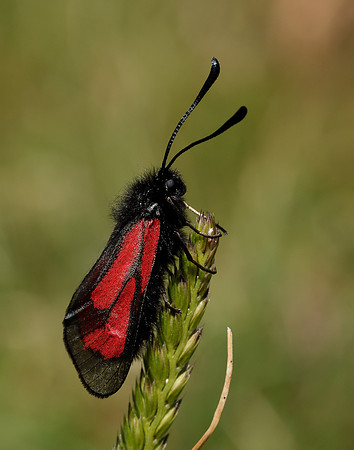 54.004 BF172 Transparent Burnet Zygaena purpuralis