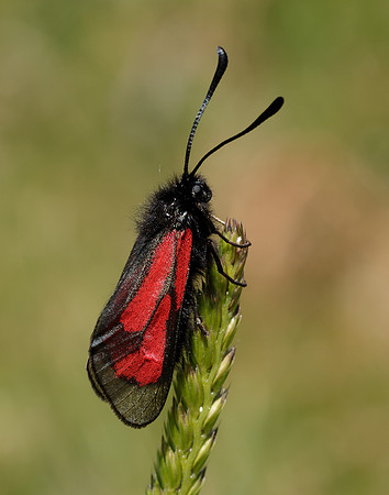 54.004 BF172 Transparent Burnet Zygaena purpuralis