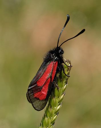 54.004 BF172 Transparent Burnet Zygaena purpuralis