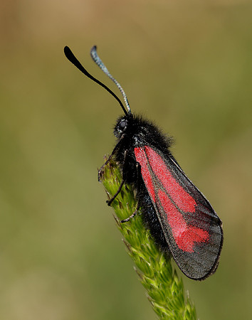 54.004 BF172 Transparent Burnet Zygaena purpuralis