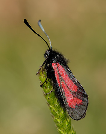 54.004 BF172 Transparent Burnet Zygaena purpuralis