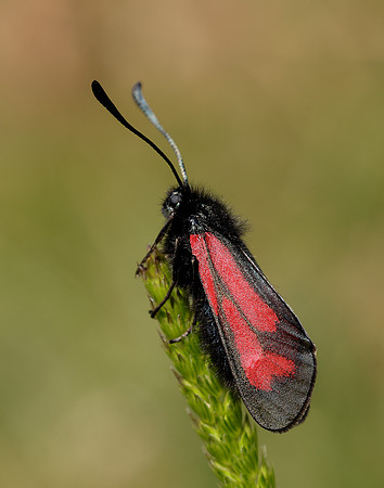 54.004 BF172 Transparent Burnet Zygaena purpuralis