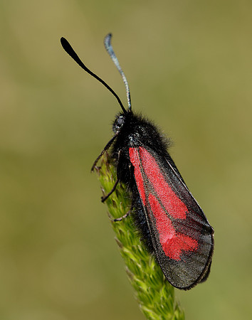 54.004 BF172 Transparent Burnet Zygaena purpuralis