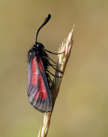 54.004 BF172 Transparent Burnet Zygaena purpuralis