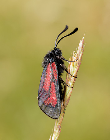 54.004 BF172 Transparent Burnet Zygaena purpuralis