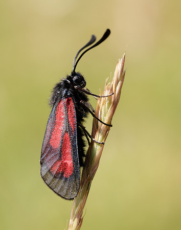 54.004 BF172 Transparent Burnet Zygaena purpuralis