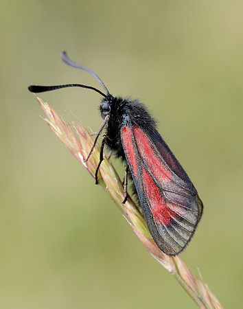 54.004 BF172 Transparent Burnet Zygaena purpuralis