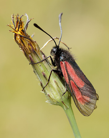 54.004 BF172 Transparent Burnet Zygaena purpuralis