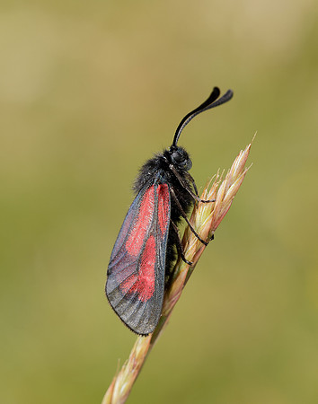 54.004 BF172 Transparent Burnet Zygaena purpuralis