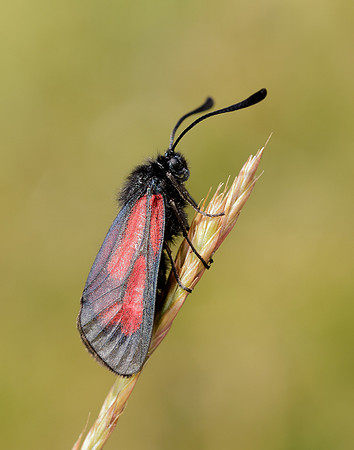 54.004 BF172 Transparent Burnet Zygaena purpuralis