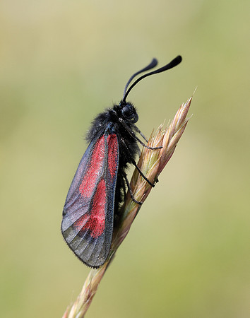 54.004 BF172 Transparent Burnet Zygaena purpuralis
