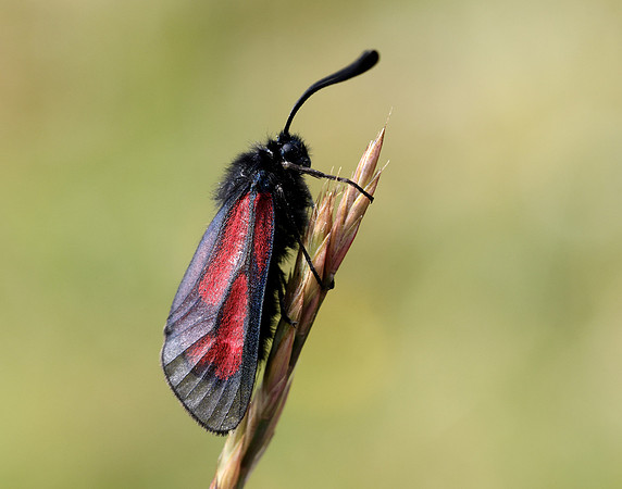 54.004 BF172 Transparent Burnet Zygaena purpuralis