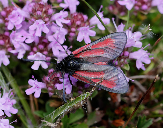 54.004 BF172 Transparent Burnet Zygaena purpuralis