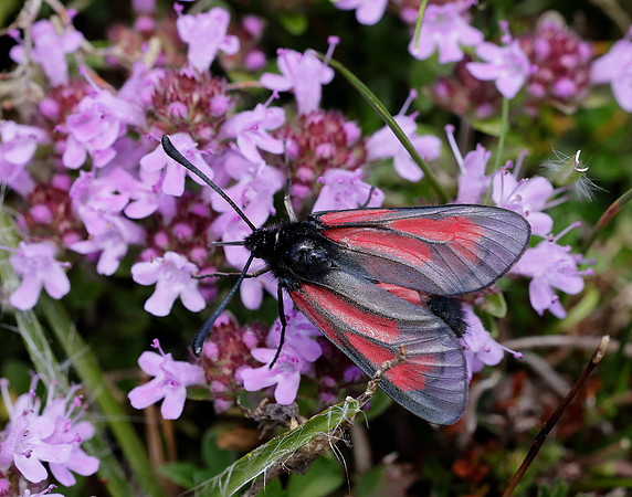 54.004 BF172 Transparent Burnet Zygaena purpuralis