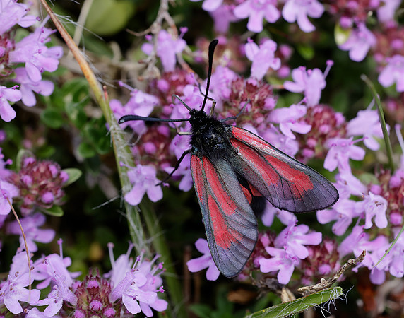 54.004 BF172 Transparent Burnet Zygaena purpuralis