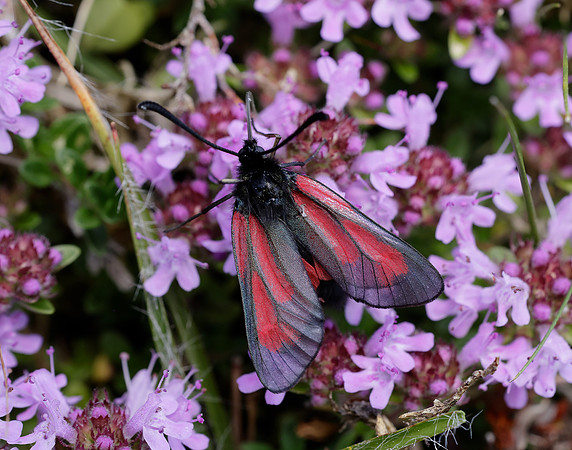 54.004 BF172 Transparent Burnet Zygaena purpuralis
