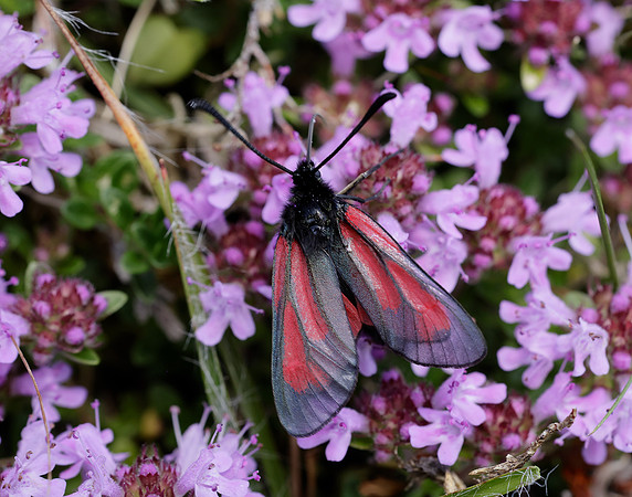 54.004 BF172 Transparent Burnet Zygaena purpuralis