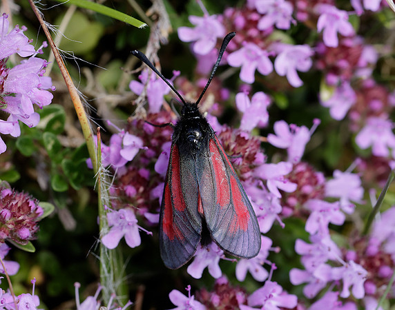 54.004 BF172 Transparent Burnet Zygaena purpuralis