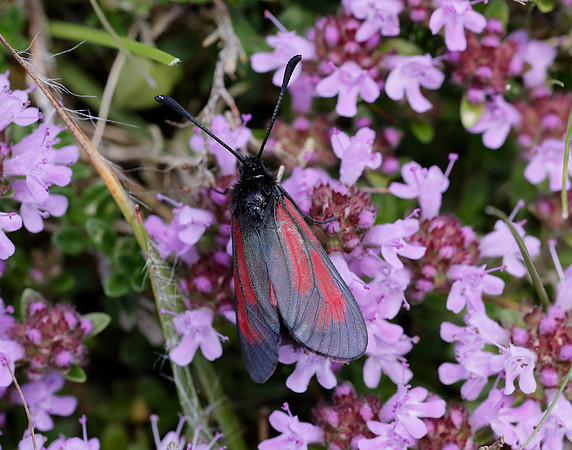 54.004 BF172 Transparent Burnet Zygaena purpuralis