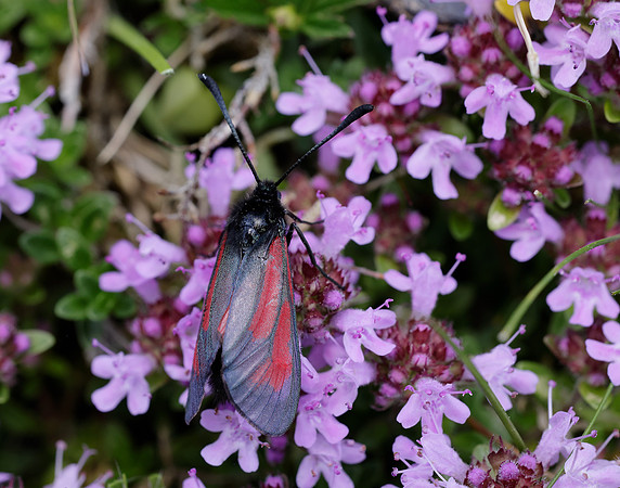 54.004 BF172 Transparent Burnet Zygaena purpuralis