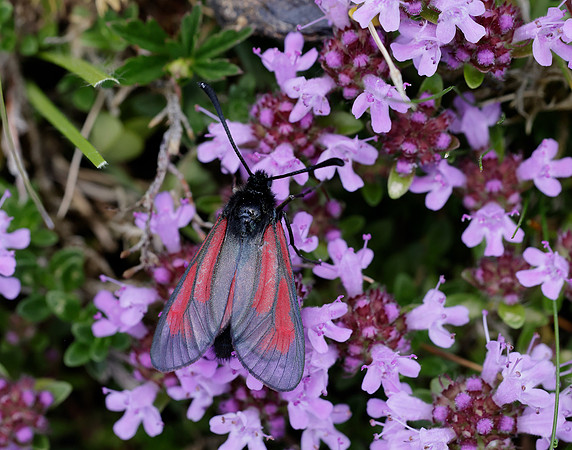 54.004 BF172 Transparent Burnet Zygaena purpuralis