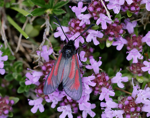 54.004 BF172 Transparent Burnet Zygaena purpuralis