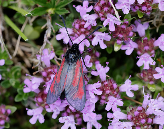 54.004 BF172 Transparent Burnet Zygaena purpuralis