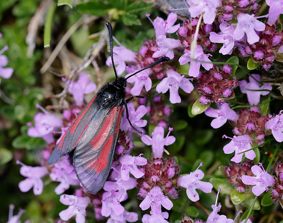 54.004 BF172 Transparent Burnet Zygaena purpuralis