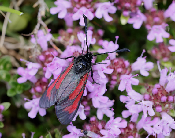 54.004 BF172 Transparent Burnet Zygaena purpuralis
