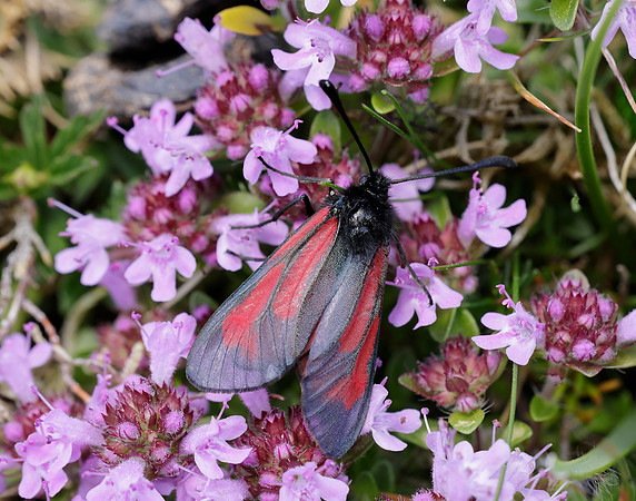 54.004 BF172 Transparent Burnet Zygaena purpuralis