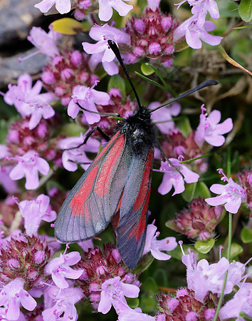 54.004 BF172 Transparent Burnet Zygaena purpuralis
