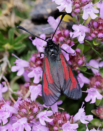 54.004 BF172 Transparent Burnet Zygaena purpuralis
