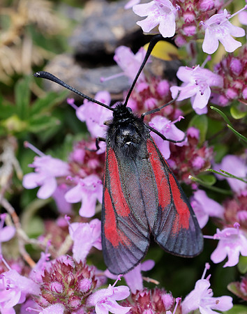 54.004 BF172 Transparent Burnet Zygaena purpuralis