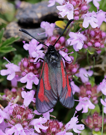 54.004 BF172 Transparent Burnet Zygaena purpuralis