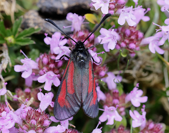 54.004 BF172 Transparent Burnet Zygaena purpuralis