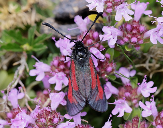 54.004 BF172 Transparent Burnet Zygaena purpuralis
