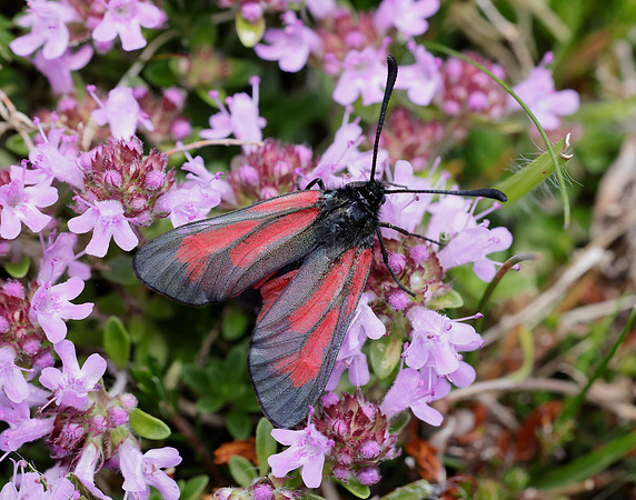 54.004 BF172 Transparent Burnet Zygaena purpuralis