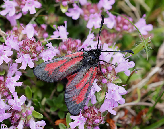 54.004 BF172 Transparent Burnet Zygaena purpuralis