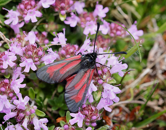 54.004 BF172 Transparent Burnet Zygaena purpuralis