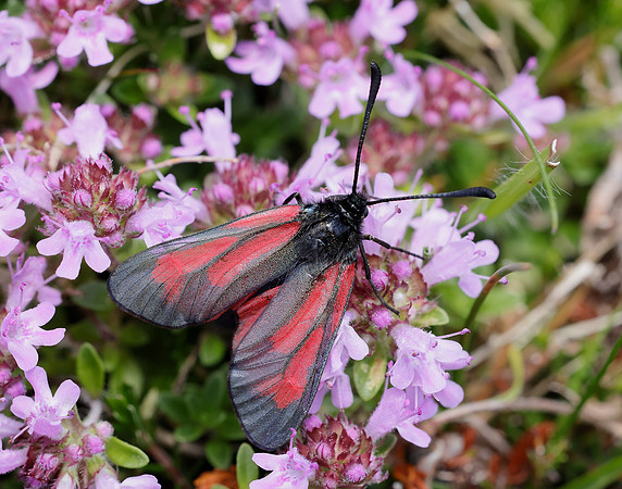 54.004 BF172 Transparent Burnet Zygaena purpuralis