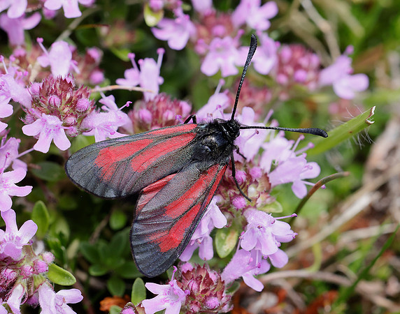 54.004 BF172 Transparent Burnet Zygaena purpuralis