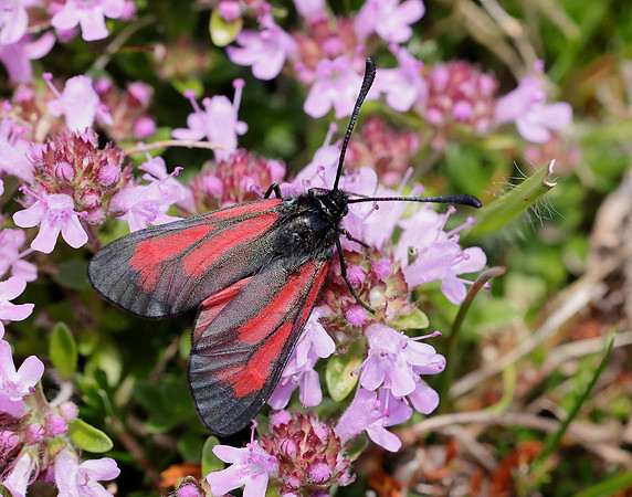 54.004 BF172 Transparent Burnet Zygaena purpuralis