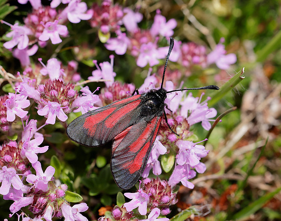 54.004 BF172 Transparent Burnet Zygaena purpuralis