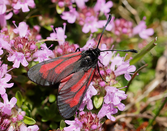 54.004 BF172 Transparent Burnet Zygaena purpuralis