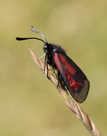 54.004 BF172 Transparent Burnet Zygaena purpuralis