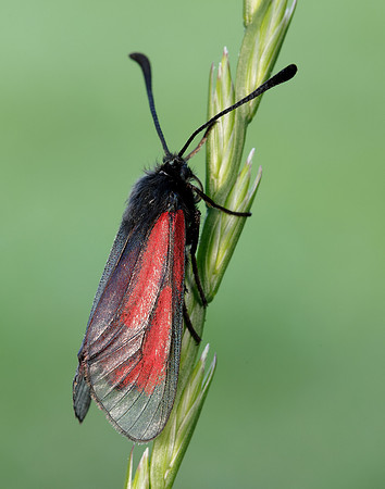 54.004 BF172 Transparent Burnet Zygaena purpuralis
