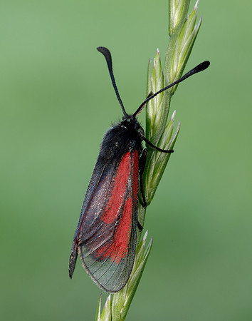 54.004 BF172 Transparent Burnet Zygaena purpuralis