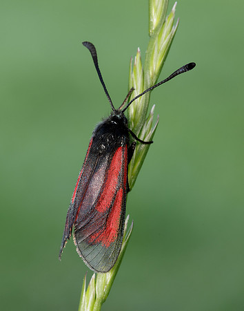 54.004 BF172 Transparent Burnet Zygaena purpuralis