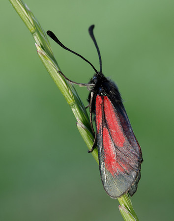54.004 BF172 Transparent Burnet Zygaena purpuralis