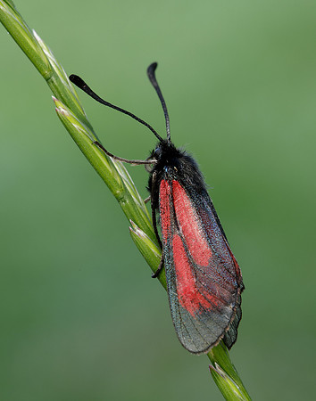 54.004 BF172 Transparent Burnet Zygaena purpuralis